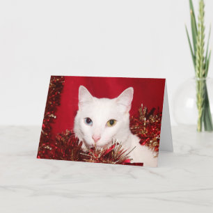 Navidad blanco del gato