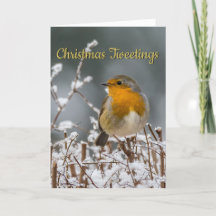 Navidad blanco del petirrojo del invierno