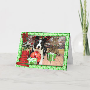 Navidad - border collie - Yaeger