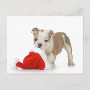 Navidad Cachorro - Cachorro de Bulldog inglés