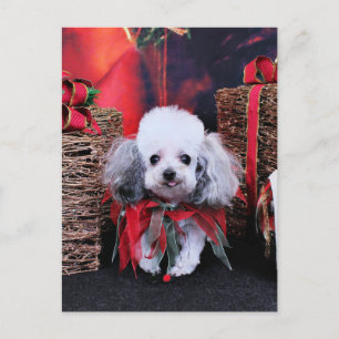 Navidad - caniche - Lilly