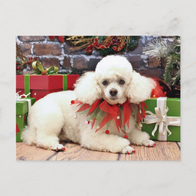 Navidad - caniche - Sophie (Anverso)