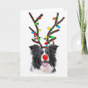 Navidad Card~Rudolph del border collie