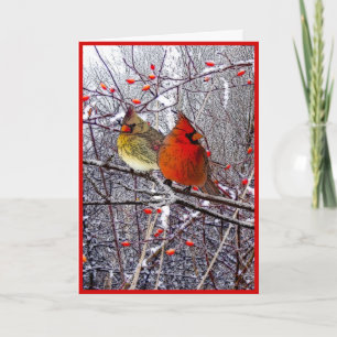 Navidad cardinal