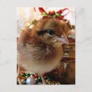 Navidad Chick