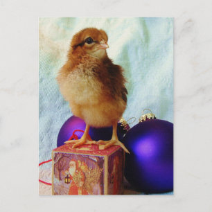 Navidad Chick 2