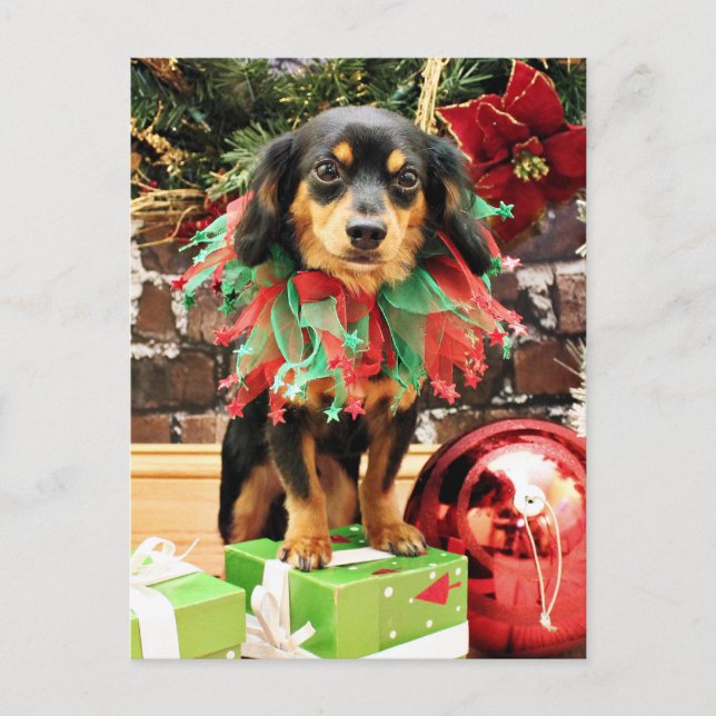 Navidad - Chiweenie - Titus (Anverso)