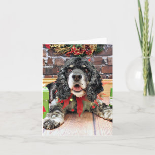 Navidad - cocker spaniel - Harley
