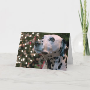 Navidad dálmata