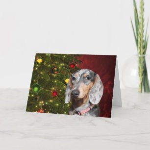 Navidad Dappled del Dachshund
