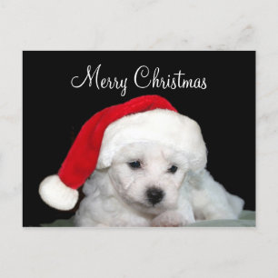 Navidad de Bichon Frise
