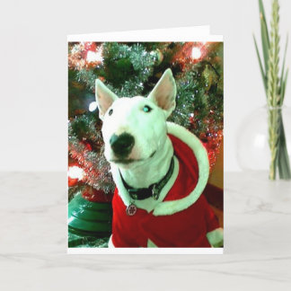 navidad de bull terrier