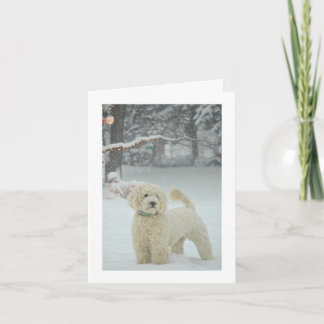 Navidad de Goldendoodle