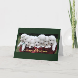 Navidad de los perritos del samoyedo (4 semanas de