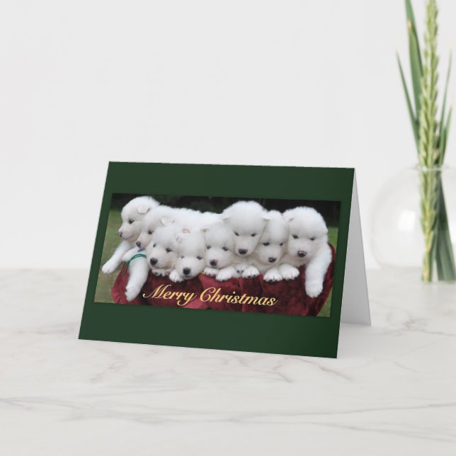 Navidad de los perritos del samoyedo (4 semanas de (Anverso)