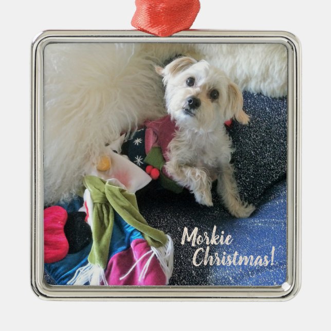 Navidad de Morkie que almacena el ornamento (Frente)