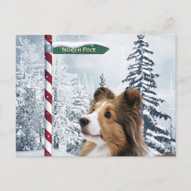 Navidad de Sheltie (Anverso)