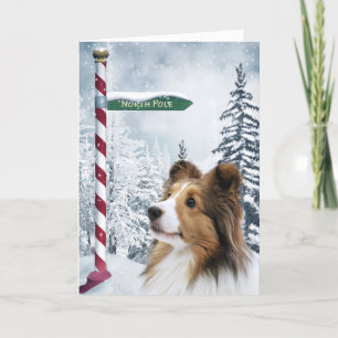 Navidad de Sheltie