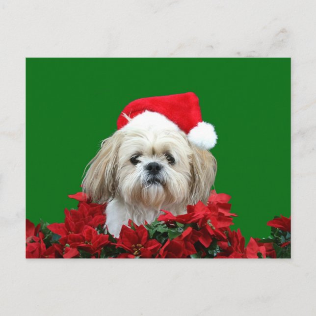 Navidad de Shih Tzu (Anverso)