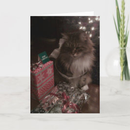 Navidad de un Coon de Maine