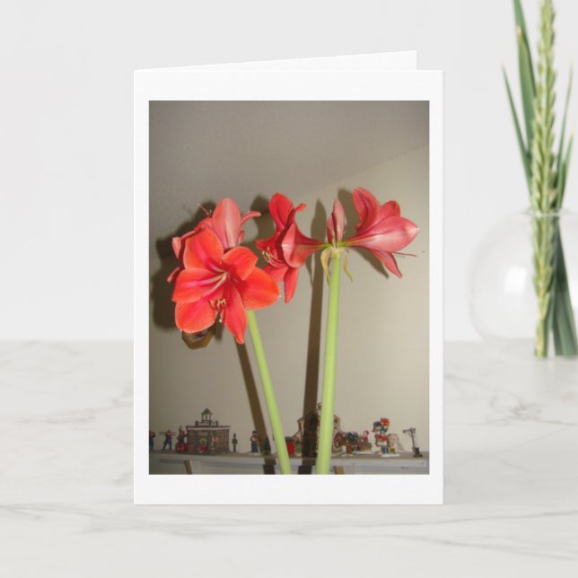 Navidad del Amaryllis (Anverso)