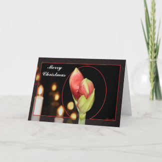 Navidad del Amaryllis