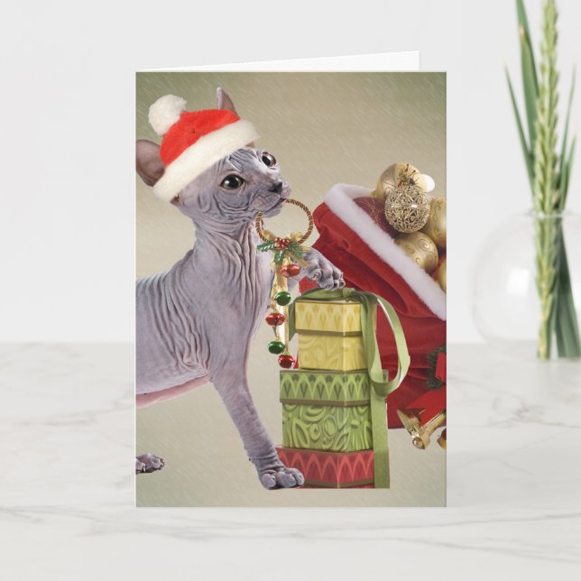 Navidad del gatito de Sphynx (Anverso)