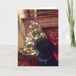 Navidad del Labrador Negro