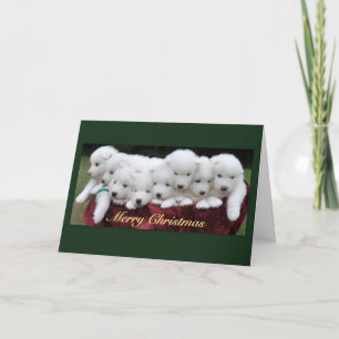 Navidad del samoyedo