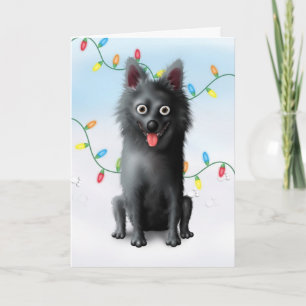 Navidad del Schipperke