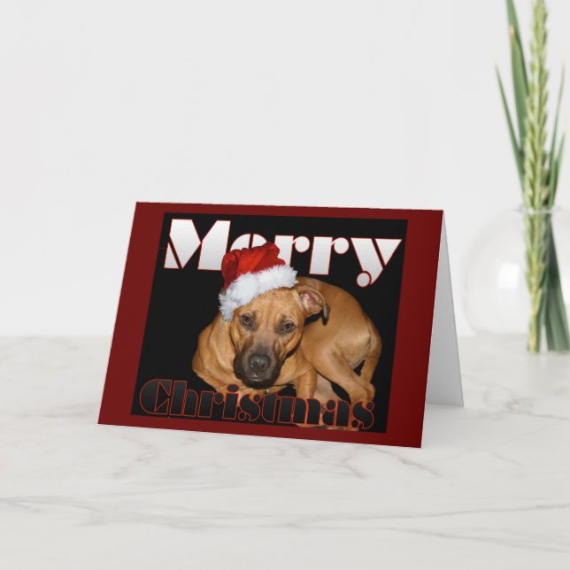 Navidad feliz de Staffy (Anverso)