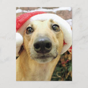 Navidad - galgo - Pena