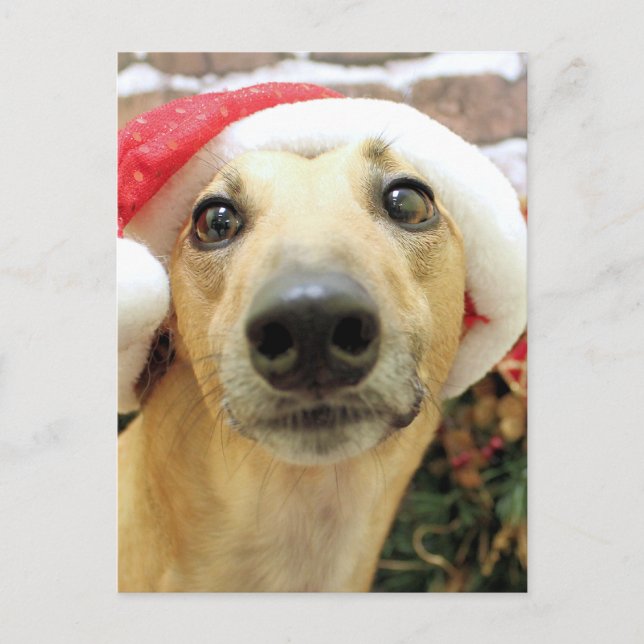 Navidad - galgo - Pena (Anverso)