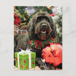 Navidad - GoldenDoodle - holandés