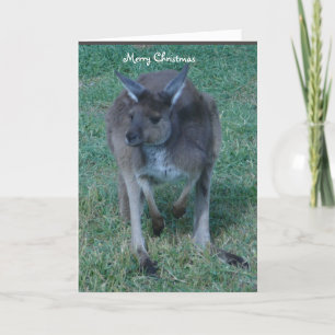 Navidad gris del canguro