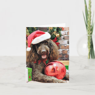 Navidad - LabraDoodle - Harley
