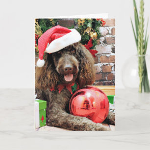 Navidad - LabraDoodle - Harley