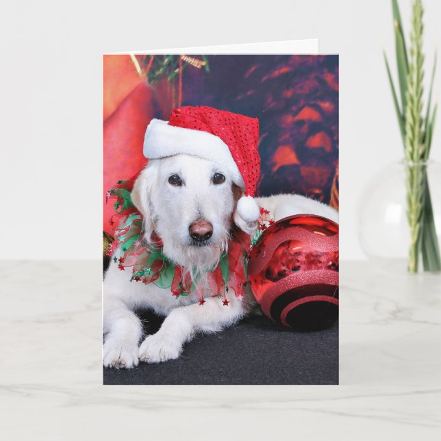 Navidad - LabraDoodle - Izzy (Anverso)