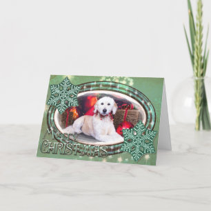 Navidad - Maggie - GoldenDoodle