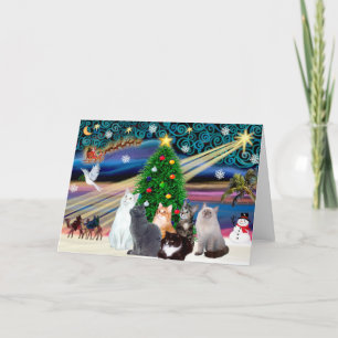 Navidad Magia - Seis gatos (variedad)