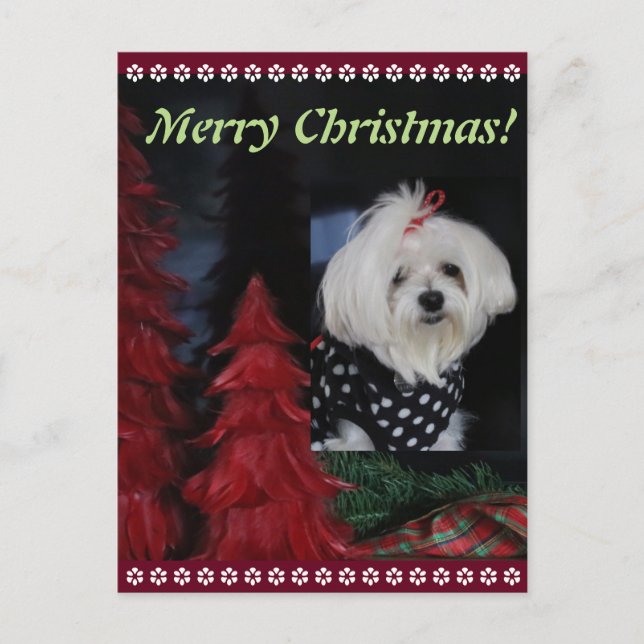 Navidad maltés (Anverso)