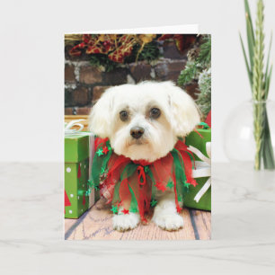 Navidad - maltés - Annie
