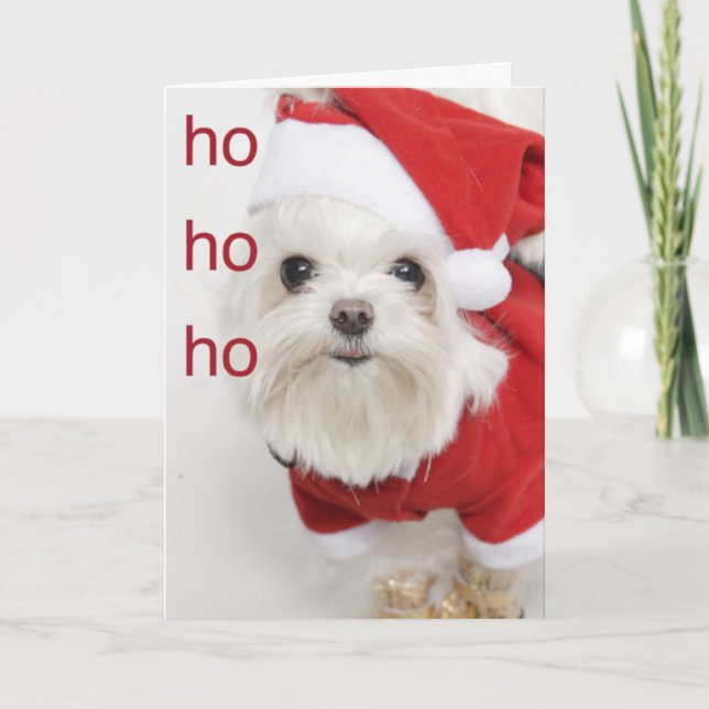 Navidad maltés del perrito de Santa (Anverso)