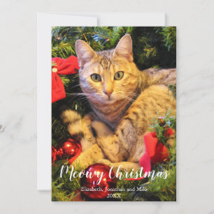 Navidad Meowy Foto de Gato Navidad