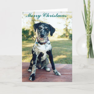 Navidad Nellie