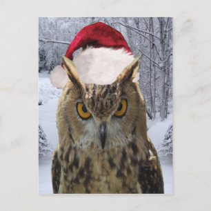 Navidad Owl Bird en un Santa Hat