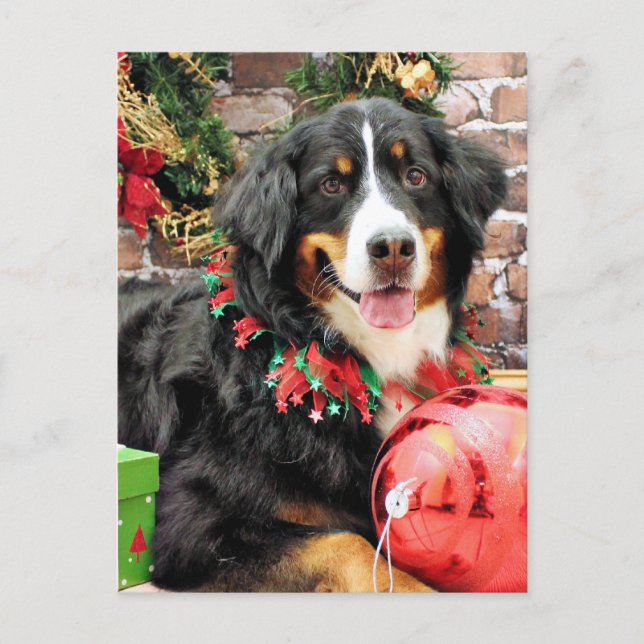 Navidad - perro de montaña de Bernese - Chloe (Anverso)