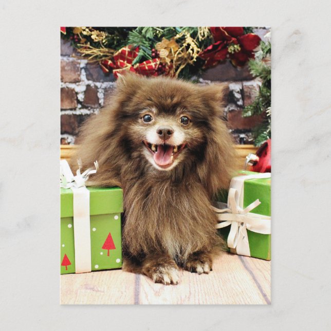 Navidad - Pomeranian - Fred (Anverso)