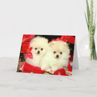 Navidad Pomeranians