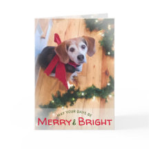 Navidad rojo del arco del perro feliz y brillante